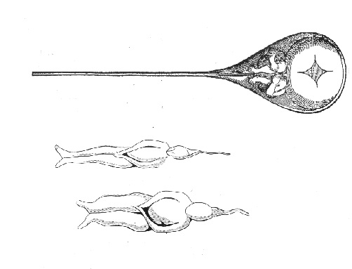 Science has a darn sexist history. Possibly peaking with this diagram of a sperm by Hartsoeker ‪‬