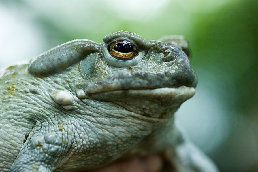 Toad licking – it is a thing – but don’t do it.